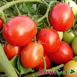 ГАЛЕРА / GALERA - насіння томата (помідора), Moravoseed