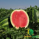АУ ПРОДЮСЕР / AU PRODUCER - насіння кавуна, INNOVA SEEDS