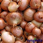 ВИЗИОН F1 / VIZION F1 - семена лука, Syngenta