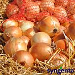 МЕДАЛЬЙОН F1 / MEDALION F1 - семена лука, Syngenta