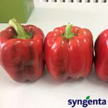 КРУЗАДЕР / KRUZADER - насіння перцю, Syngenta