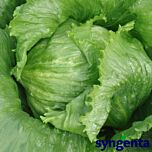 АЙС ВЕЙВ / ICE VEIV - насіння салату, Syngenta