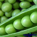 НОРВЕРТ / NORVERT - насіння гороху, Syngenta
