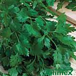 ОЛОМУНСЬКА / OLOMUNSKA - насіння петрушки, Satimex
