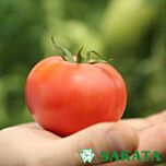 ТОМ 02044 / TOM 02044 - семена томата (помидора), Sakata