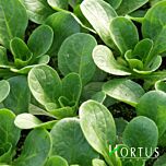 КОРНСАЛАТ ВЕРДЕ ДЕ КАПРАЙ / CORNSALAD VERTE DI CABRAI - насіння салату, Hortus