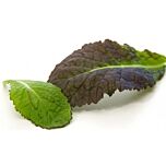 РЕД МУСТАРД / RED MUSTARD - насіння салату, Sais
