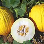 РУГОСО ДІ КОСЕНЦА / RUGOSO DI KOSENTCA - насіння дині, Hortus