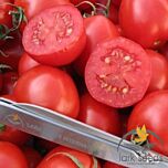 ШАСТА F1 / SHASTA F1 - насіння томата (помідора), Spark Seeds