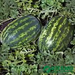 ШЕЙНІ (КС 163) F1 / SHEINI (KS 163) F1 - насіння кавуна, Kitano Seeds