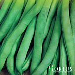 СКУБА / SKUBA - насіння квасолі, Hortus
