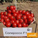СОЛЕРОССО F1 / SOLEROSSO F1 - насіння томата (помідора), Nunhems