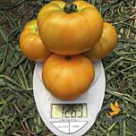 СВИТ САН F1 / SWEET SUN F1 - семена томата (помидора), Spark Seeds