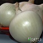 ТОНДА МУСОНА / TONDA MUSONA - насіння цибулі, Hortus