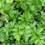 ВЕРДЕ ДИ ТАГЛИО / VERDE DI TAGLIO - семена сельдерея, Hortus