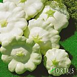 БІЛИЙ / WHITE - насіння патисона, Hortus