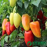 ЯНІКА F1 / YANIKA F1 - насіння перцю, Kitano Seeds