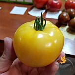 ЄЛЛОУ БОЛЛ F1 / YELLOW BALL F1 - насіння томата (помідора), Spark Seeds