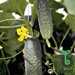 АТЛАНТІС F1 / ATLANTIS F1 - насіння огірка жіночого типу цвітіння, Bejo