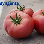 ЛАДЖЕНДА F1 / LADZHENDA F1 - насіння індетермінантного томату, Syngenta