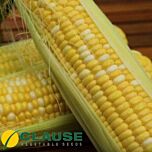 РАКЕЛЬ F1 / RAQUEL F1 - насіння цукрової кукурудзи, Clause