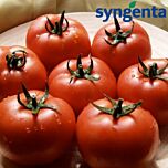 БОДЕРИН F1 / BODERIN F1 - семена индетерминантного томата, Syngenta