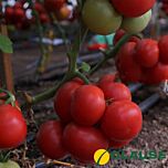 МАКАН (EXP 44235) F1 / MACAN (EXP 44235) F1 - насіння томату, Clause