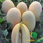 ДАЙАНА (ІНХ 1097) F1 / INX 1097 F1 - насіння дині, INNOVA SEEDS