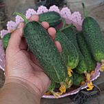14015 F1 - семена огурца, Spark Seeds