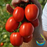 МЕГРЕЗ (ЕЗ 1418) F1 / MEGREZ (EZ 1418) F1 - насіння томата (помідора), LibraSeeds