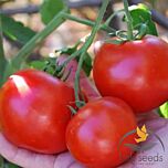 1502 F1 - семена томата (помидора), Spark Seeds