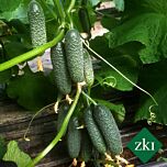 КАССИУС (ЗКИ 1507) F1 / CASSIUS (ZKI 1507) F1 - семена огурца, INNOVA SEEDS