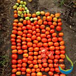 САЛЕРНО (ЕЗ 17016) F1 / SALERNO (EZ 17016) F1 - насіння томата (помідора), LibraSeeds