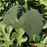 БЛЕЙКІ (ІНХ 1748) F1 / INX 1748 F1 - насіння кавуна, INNOVA SEEDS