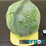ЕС 2144 F1 / ES 2144 F1 - семена белокачанной капусты, Ergon Seed