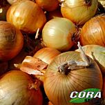 ЦРХ 2554 F1 / CRX 2554 F1 - насіння цибулі, Cora Seeds