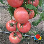 ТЕХ 2721 F1 / TEH 2721 F1 - насіння томата (помідора), Takii Seeds