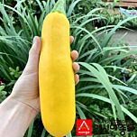ПЛ 6010 F1 / PL 6010 F1 - семена кабачка, Asia Seed