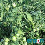 ЕС 9340 F1 / ES 9340 F1 - насіння томата (помідора), Ergon Seed