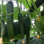 БАЗИС F1 / BAZIS F1 - семена огурца, Spark Seeds