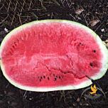 БЬЮТИФУЛ F1 / BEAUTIFUL F1 - семена арбуза, Lark Seeds