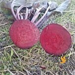 ДЕТРОЙТ ДАРК РЭД / DETROIT DARK RED - семена столовой свеклы, Spark Seeds