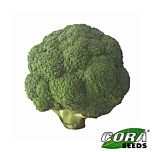 МАОРІ F1 / MAORI F1 - насіння капусти броколі, Cora Seeds