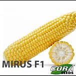 МИРУС F1 / MIRUS F1 - семена сахарной кукурузы, Cora Seeds