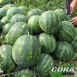 БОНД F1 / BOND F1 - насіння кавуна, Cora Seeds