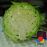 СУНТА F1 / SUNTA F1 - семена белокачанной капусты, Takii Seeds