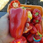 ФІДЖІ F1 / FIDJI F1 - насіння перцю, LibraSeeds