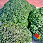 КВІНТА F1 / KVINTA F1 - насіння капусти броколі, Takii Seeds
