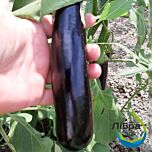 КАРАМАН F1 / KARAMAN F1 - насіння баклажана, LibraSeeds