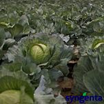 КИЛАТОН F1 / KILATON F1 - семена белокочанной капусты, Syngenta